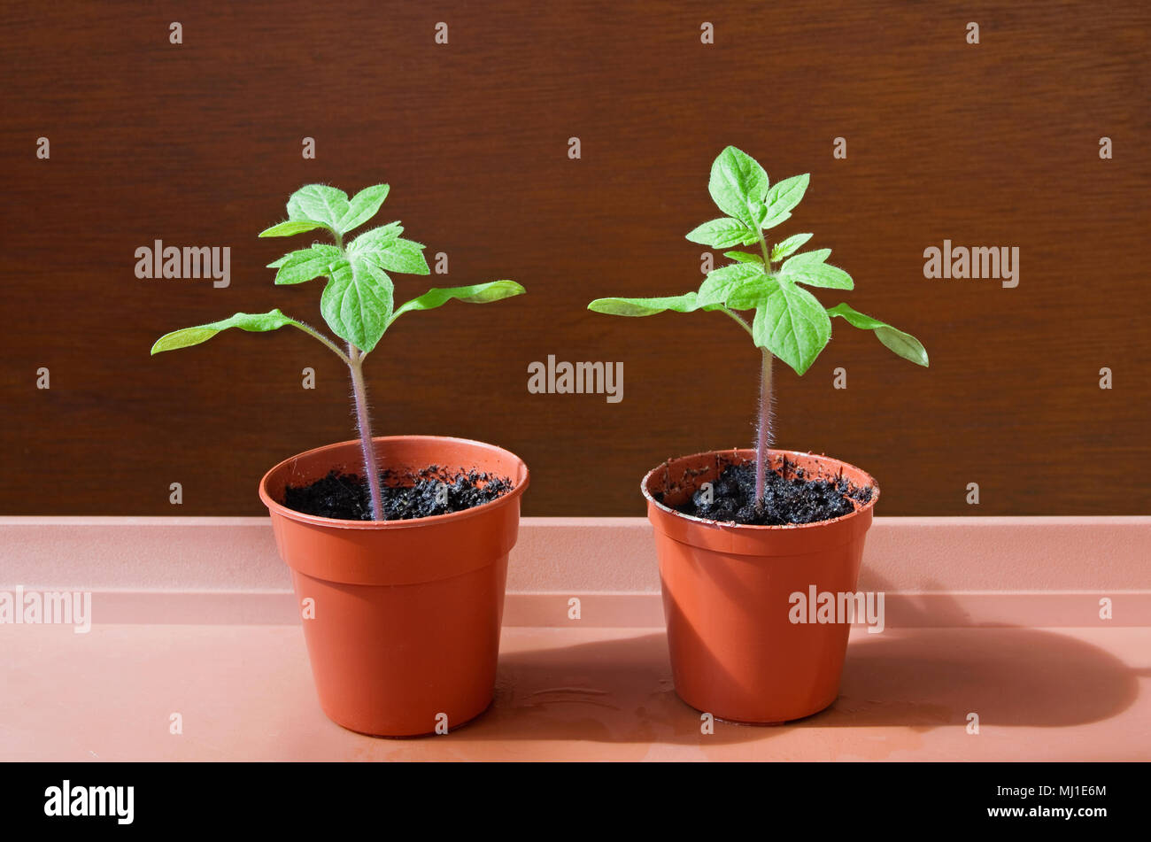 Portrait de deux jeunes semis de tomate de plus en plus de petits pots en plastique brun dans la lumière du soleil sur le bac brun contre fond brun, en avril, en Angleterre. Banque D'Images