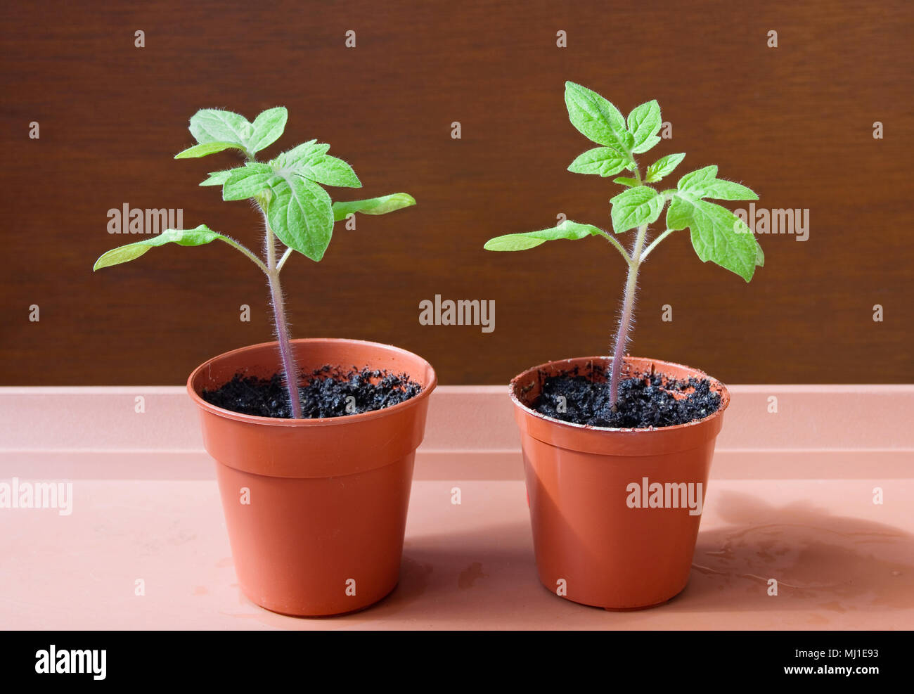 Portrait de deux jeunes semis de tomate de plus en plus de petits pots en plastique brun dans la lumière du soleil sur le bac brun contre fond brun, en avril, en Angleterre. Banque D'Images