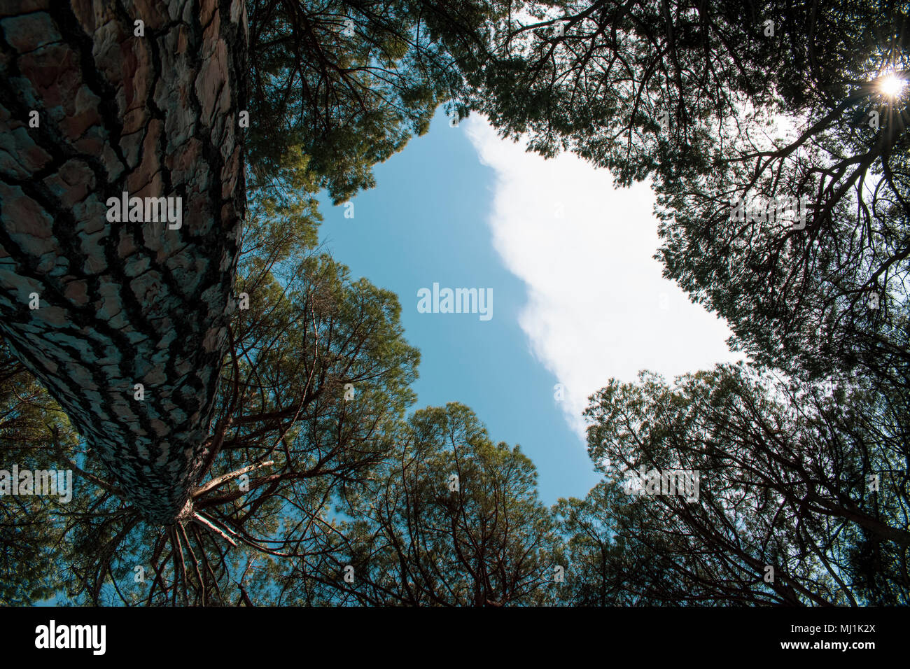 Une forêt de pins qui avec leurs branches s'élever vers le ciel divisé par un nuage blanc Banque D'Images