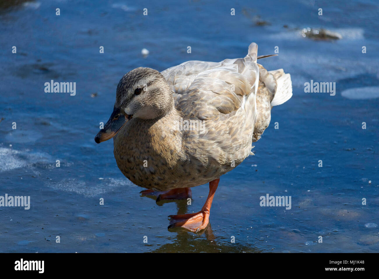 Canard colvert, canard colvert femelle Ludique Banque D'Images