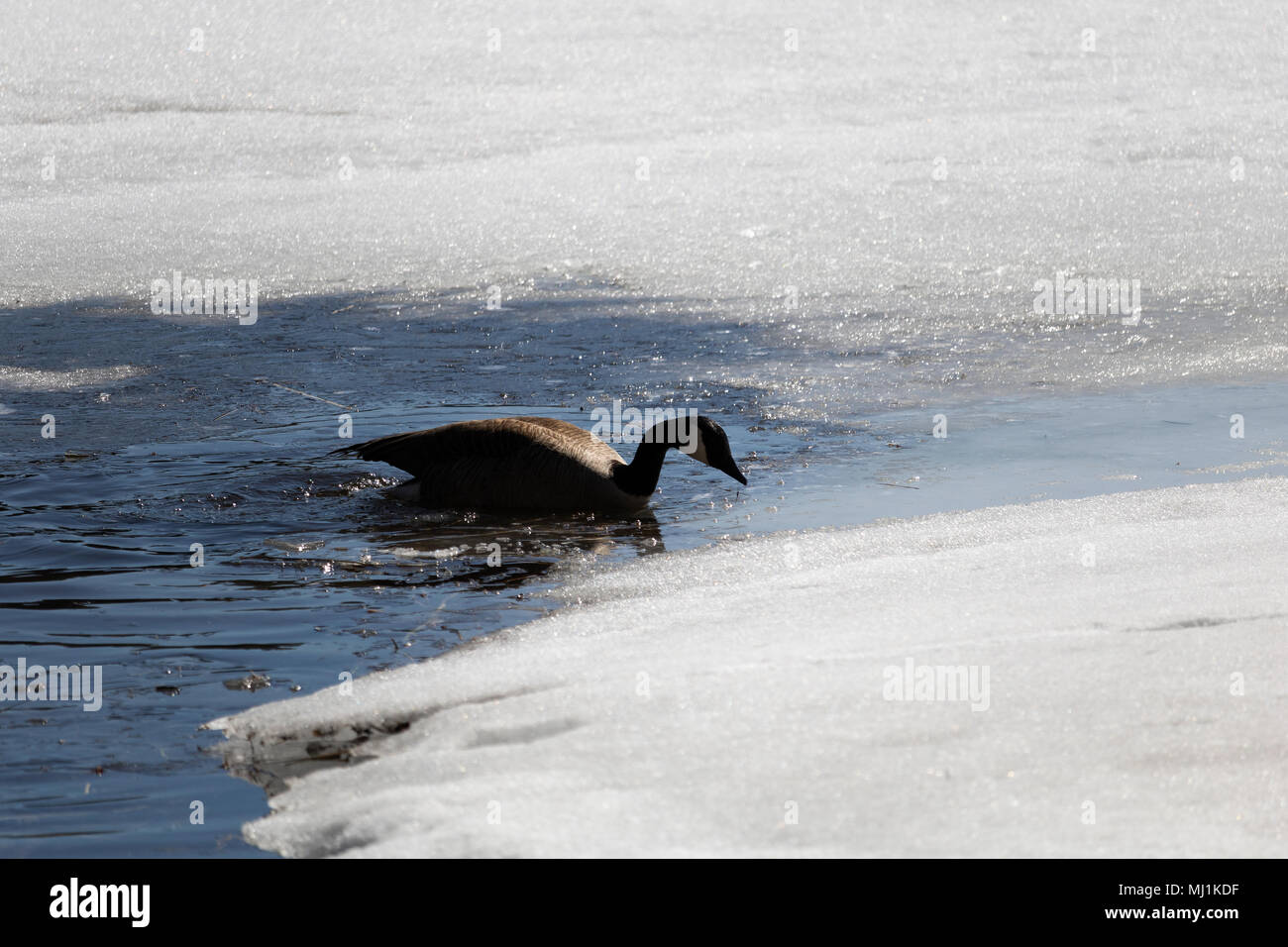 Bernache du Canada en migration, printemps Estrie Banque D'Images