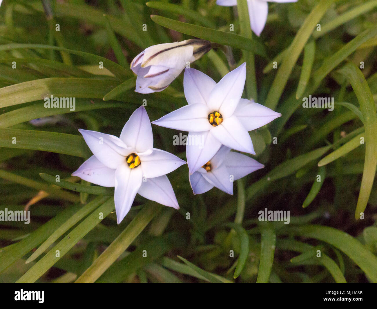 La trientale boréale printemps Ipheion uniflorum n 'Wisley Blue' close up ; Essex ; Angleterre ; uk Banque D'Images