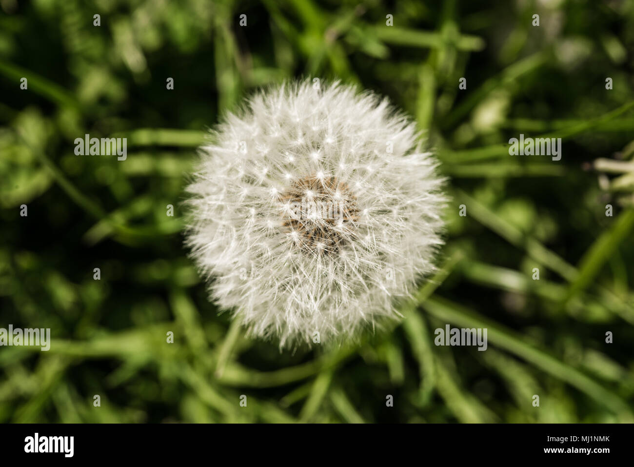 Près d'un pissenlit Macro Banque D'Images