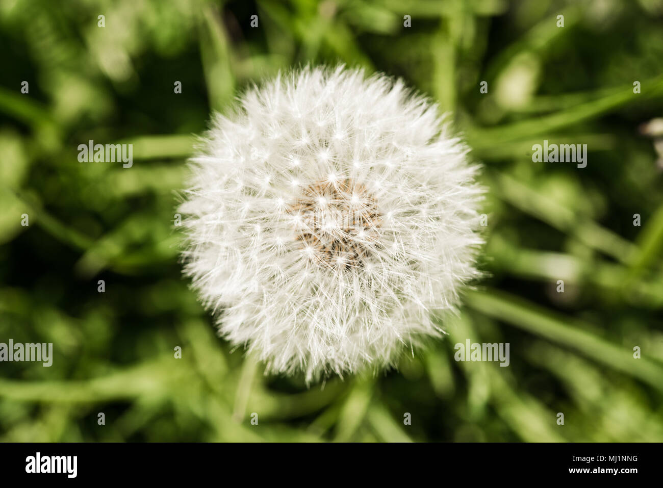 Près d'un pissenlit Macro Banque D'Images