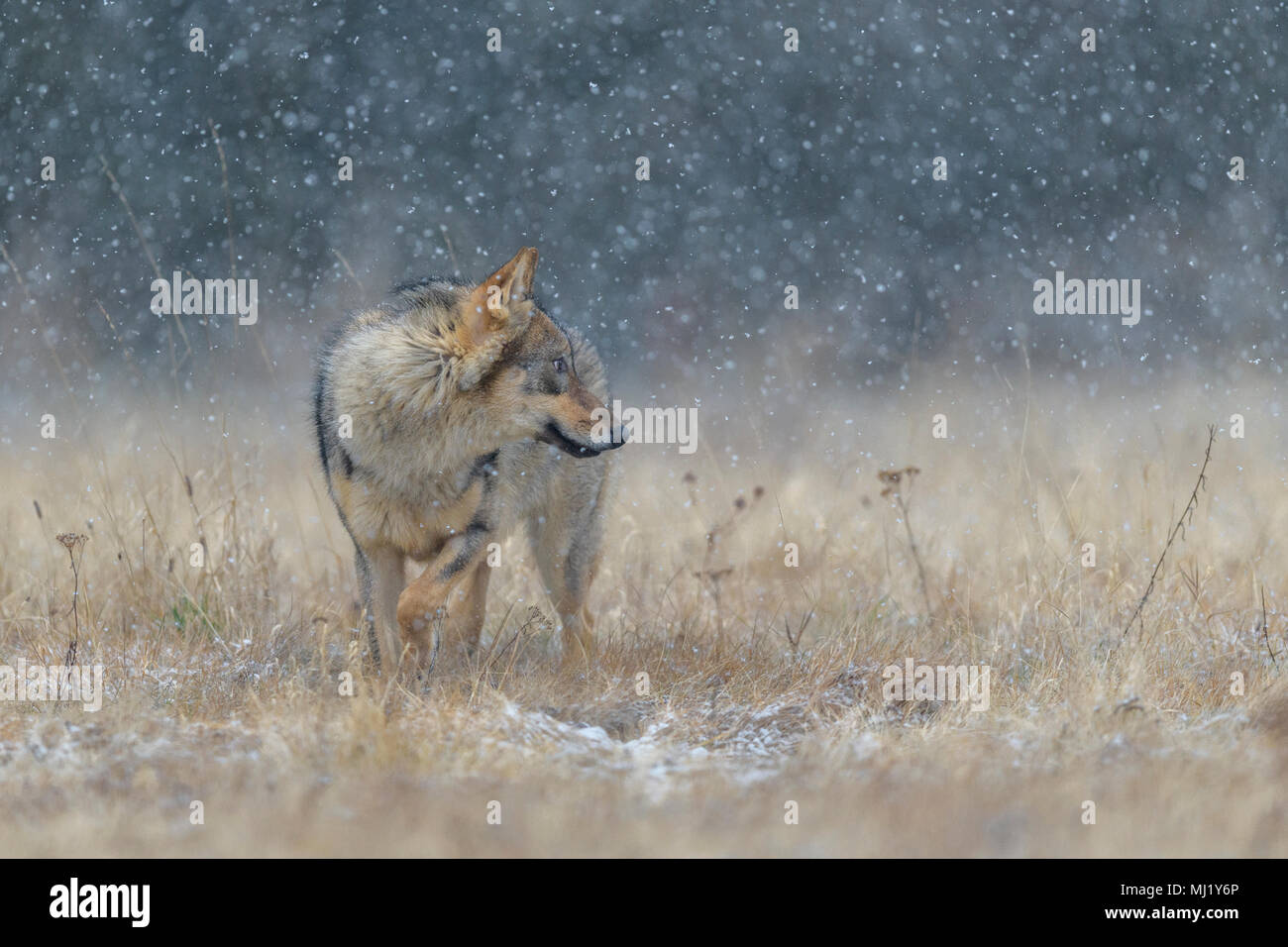 Le loup (Canis lupus), dans une prairie de fortes chutes de neige, Parc National peu Fatra, Slovaquie Banque D'Images