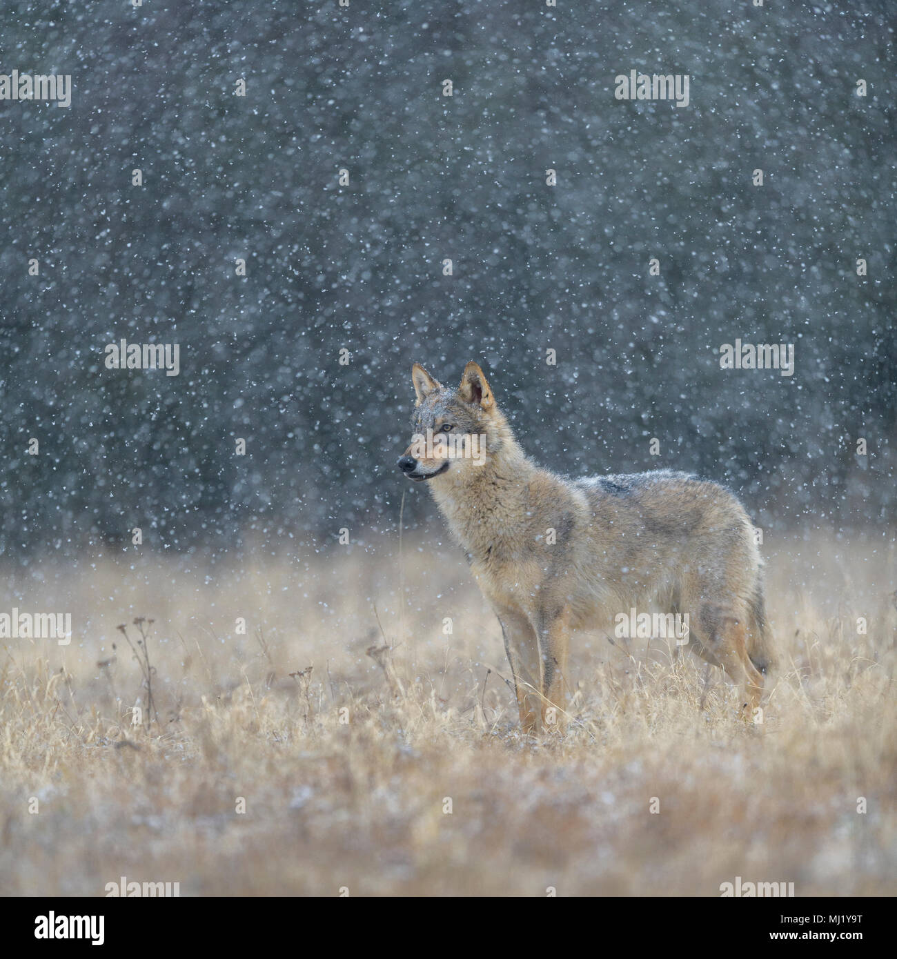 Le loup (Canis lupus), fixation dans un pré en neige, Parc National peu Fatra, Slovaquie Banque D'Images