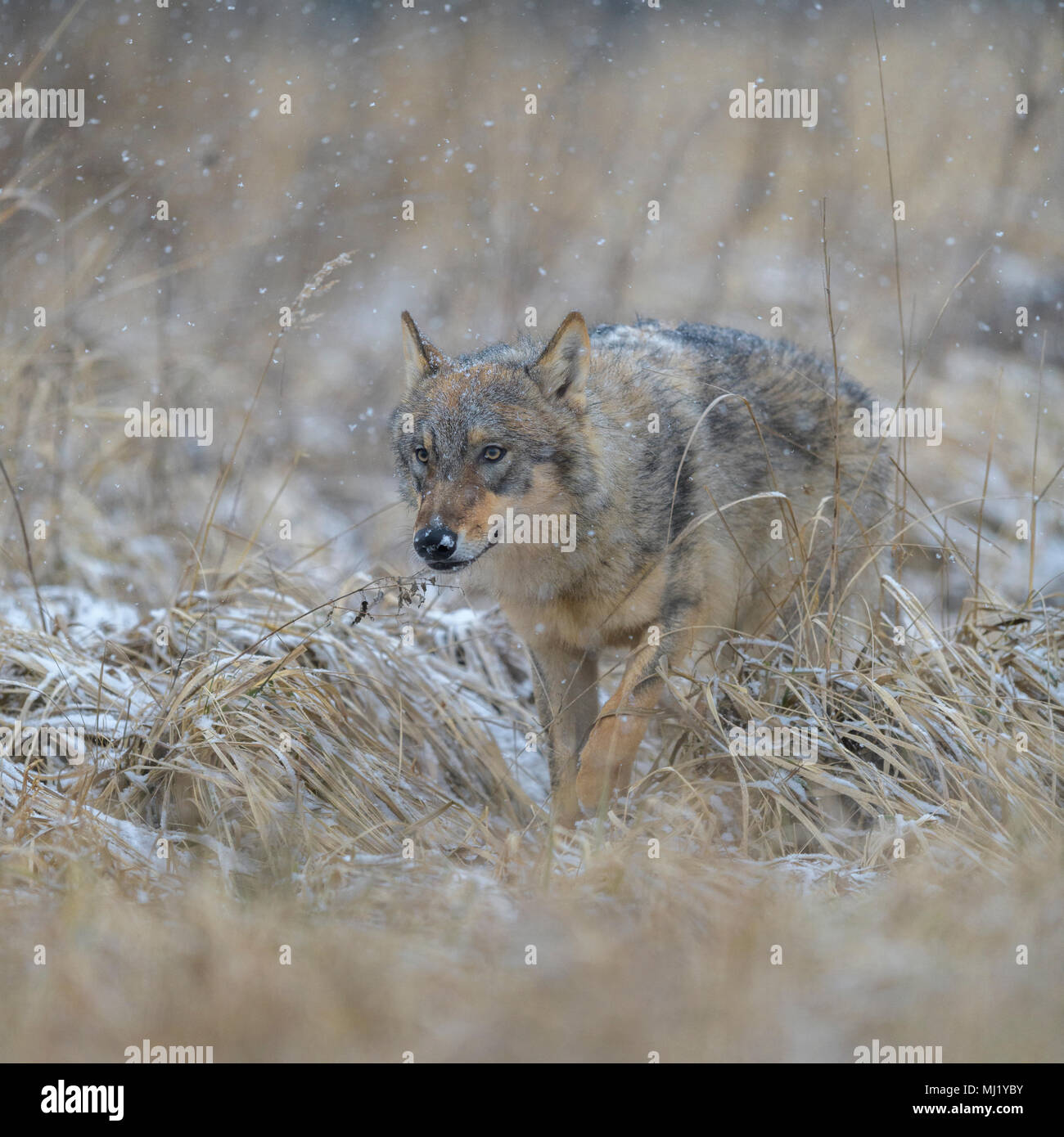 Le loup (Canis lupus), s'exécute dans une prairie de neige, Parc National peu Fatra, Slovaquie Banque D'Images