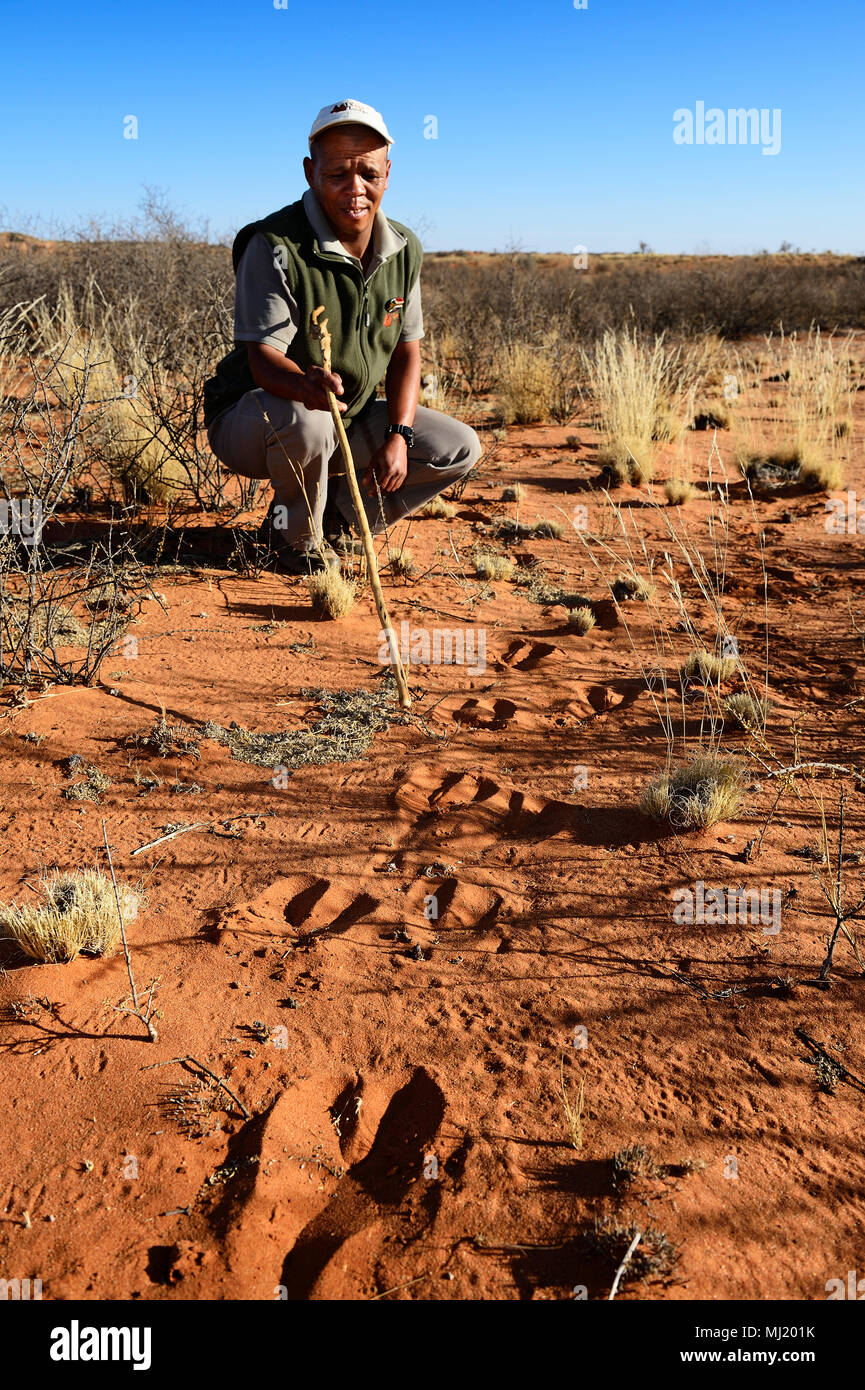 Des Rangers  !Xaus Lodge montre les traces d'Oryx dans du sable ou du Kalahari, Kgalagadi Transfrontier Park, North Cape, Afrique du Sud Banque D'Images