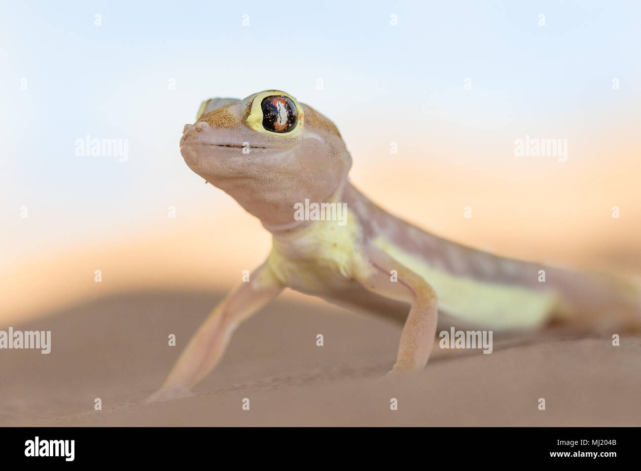 Sable du Namib gecko (Pachydactylus rangei) dans dune de sable, Namib-Naukluft Park, Namibie Banque D'Images