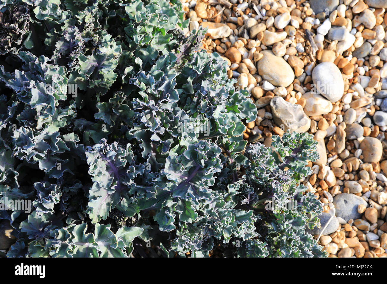 Brassica oleracea chou' ou 'sea sur une plage de galets, dans le Kent, England, UK Banque D'Images