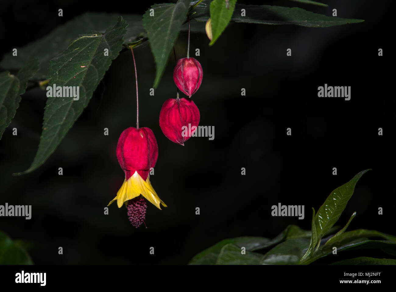 Trpoical Les plantes de la forêt tropicale de Panama Banque D'Images