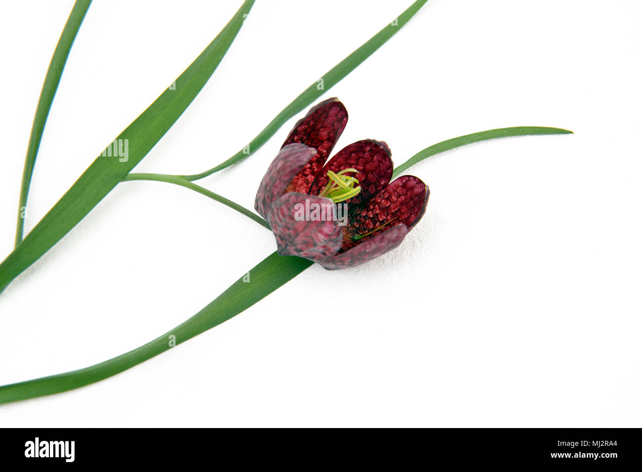 Tête de serpents fritillary (Fritillaria meleagris) Wildflower indigène de la prairie humide Banque D'Images