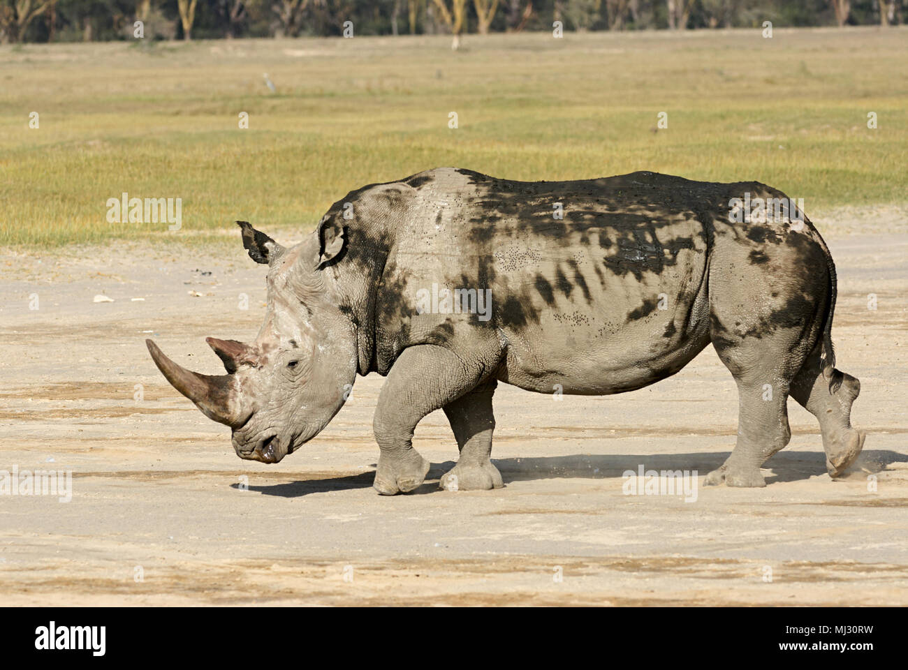 Le rhinocéros blanc est la plus grande espèce de rhinocéros, est gravement menacée d'extinction Banque D'Images