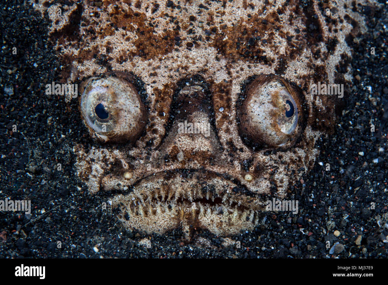 Un Stargazer, Uranoscopus sulphureus, réside dans le sable dans le Détroit de Lembeh (Indonésie). Cette espèce de poisson est une embuscade prédateur. Banque D'Images