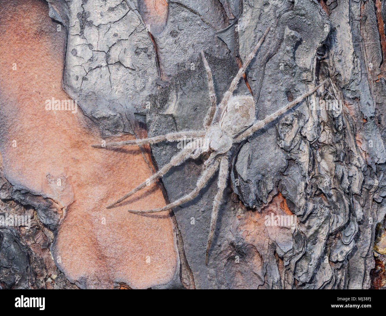 Un Whitebanded Araignée Dolomedes albineus (Pêche) s'accroche sur le côté d'un arbre de pin des marais carbonisés. Banque D'Images