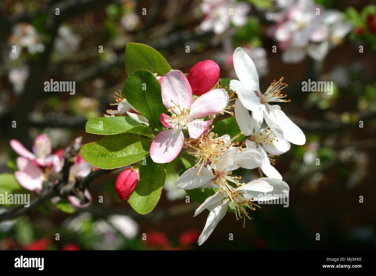 FLEUR DE MALUS FLORIBUNDA (ARBRE DE LA POMME DE CRABE). Banque D'Images
