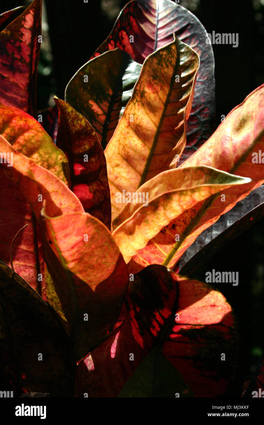 Codiaeum variegatum (croton Croton panaché ou jardin ; syn. Croton variegatum Banque D'Images