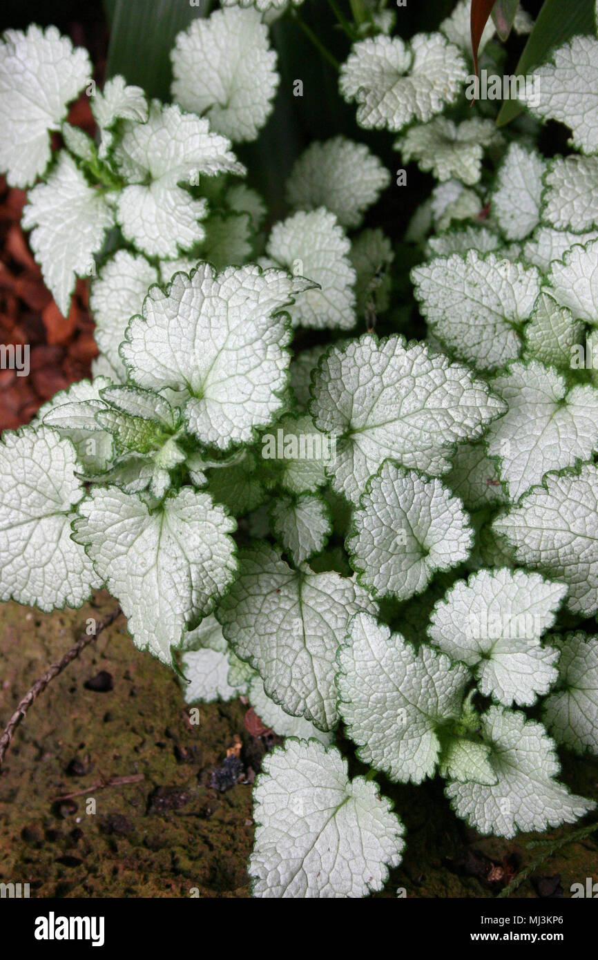 Le lamium maculatum (communément appelé ortie morte ou ortie morte tachetée) est largement utilisé comme couvre-sol. Banque D'Images