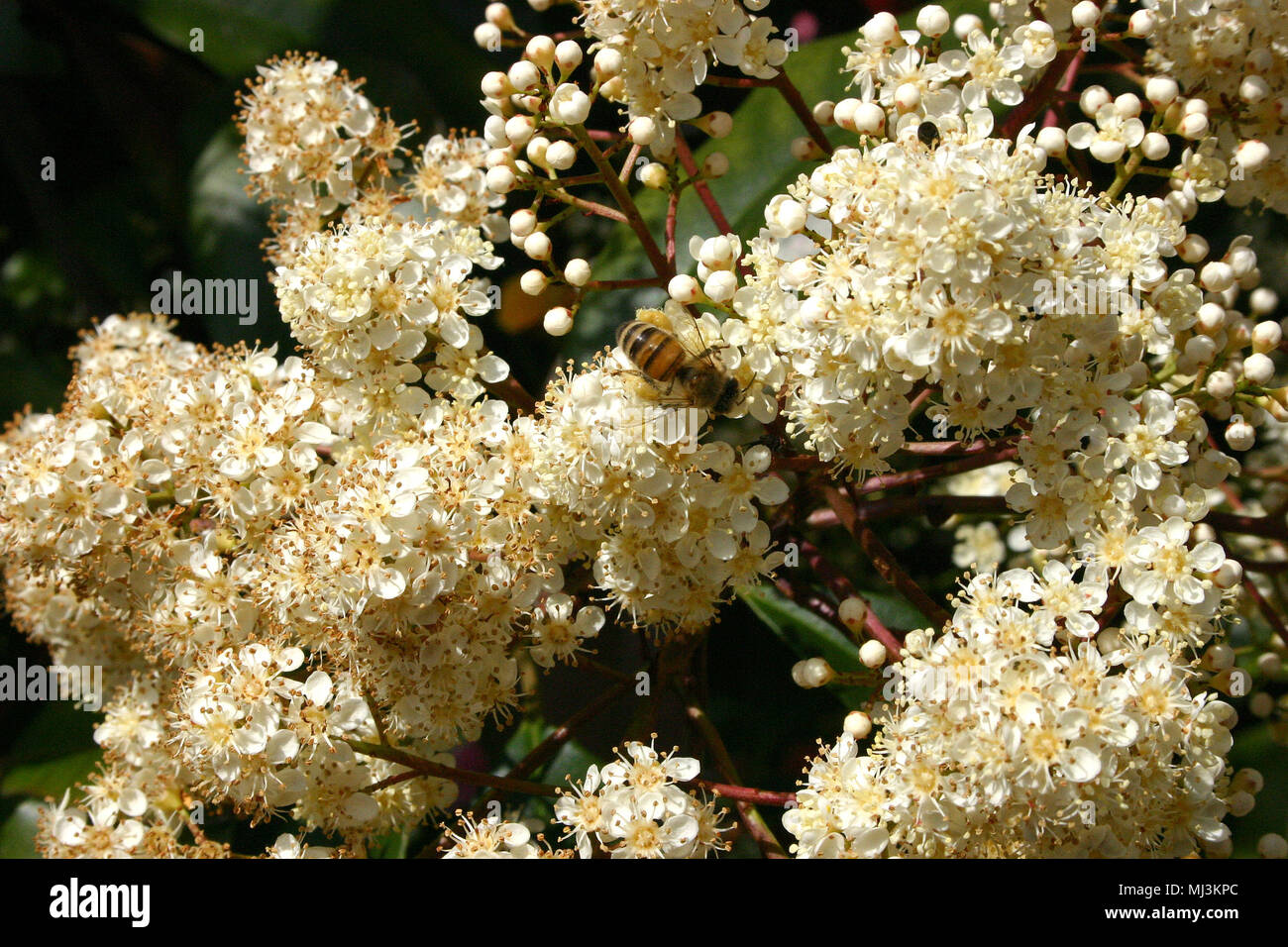 PHOTINIA GLABRA (PHOTINIA japonais, l'embout ROUGE PHOTINIA OU LA FEUILLE ROUGE PHOTINIA) Banque D'Images