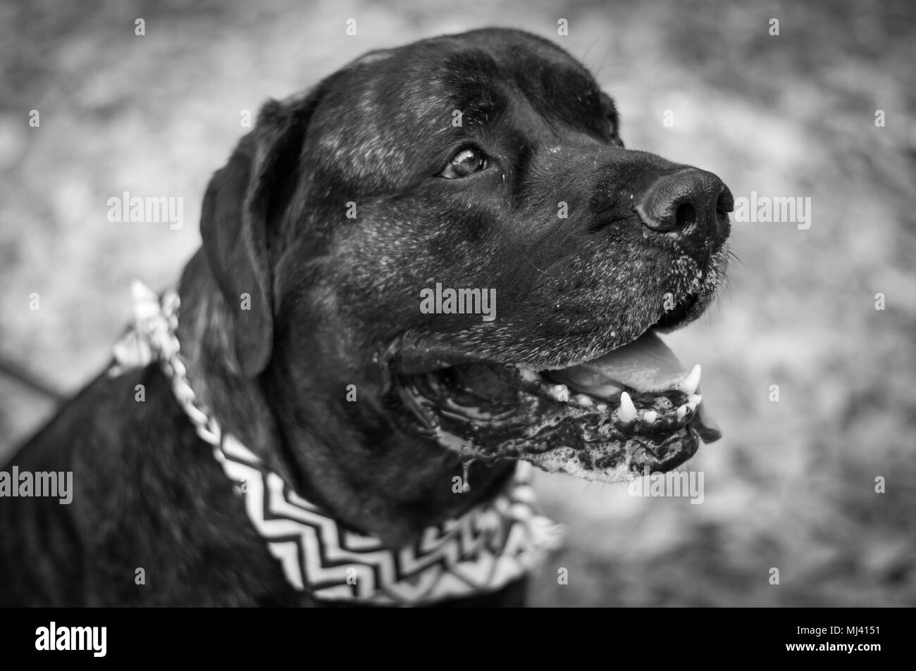 Portrait noir et blanc de mastiff. Banque D'Images