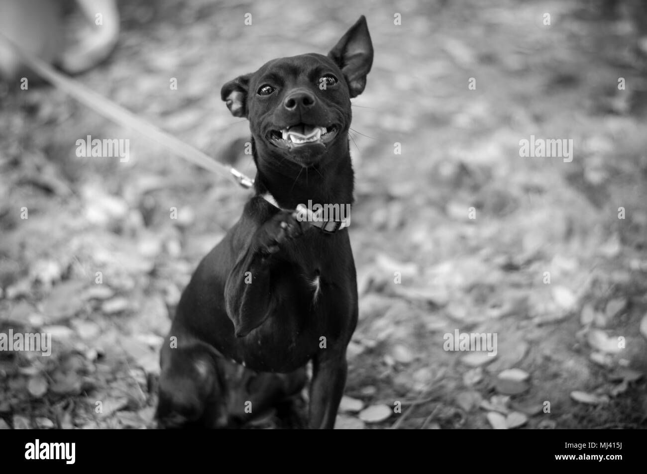 Portrait noir et blanc de petit chien noir Mavis. Banque D'Images