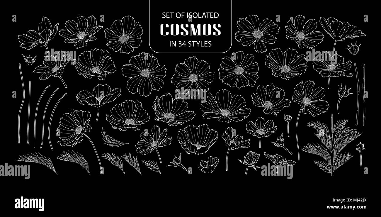 Ensemble de cosmos isolés dans 34 styles. Jolie fleur à la main uniquement d'illustration vectorielle contour blanc sur fond noir. Illustration de Vecteur
