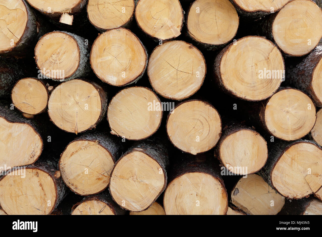 Arbre des forêts coupées empilées de sciage (close up) Banque D'Images
