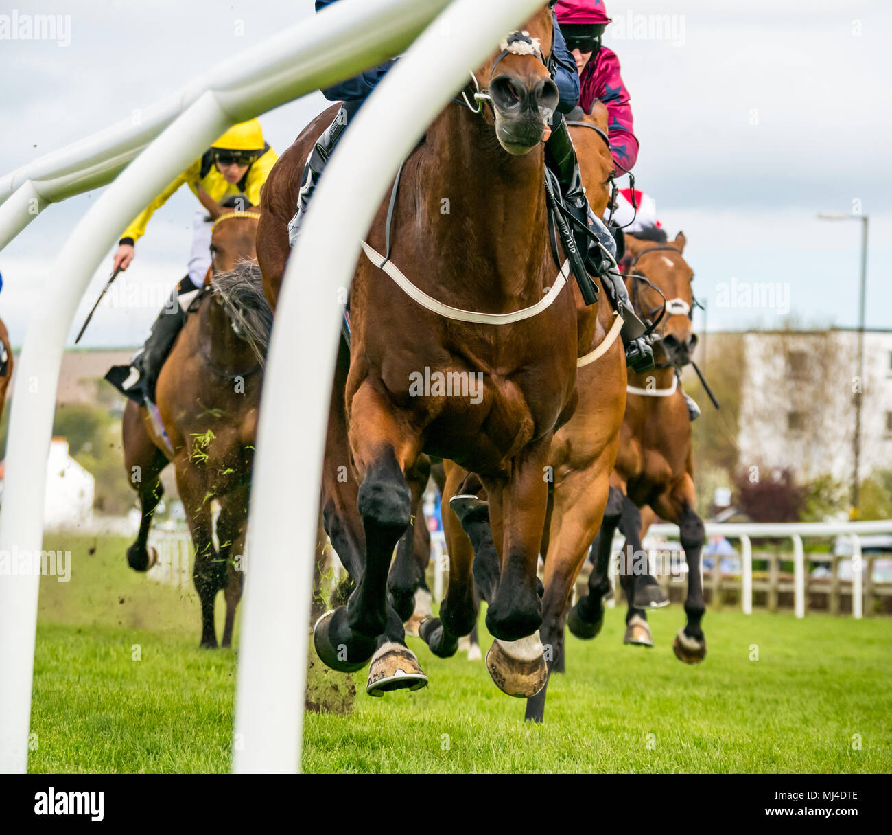 Musselburgh, Écosse, 4 mai 2018. Musselburgh Race Course, Musselburgh, East Lothian, Ecosse, Royaume-Uni. Chevaux de course à l'après-midi passé Thunder racing, la télévision répondre Weatherbys Bank 3,40 Handicap Change Banque D'Images