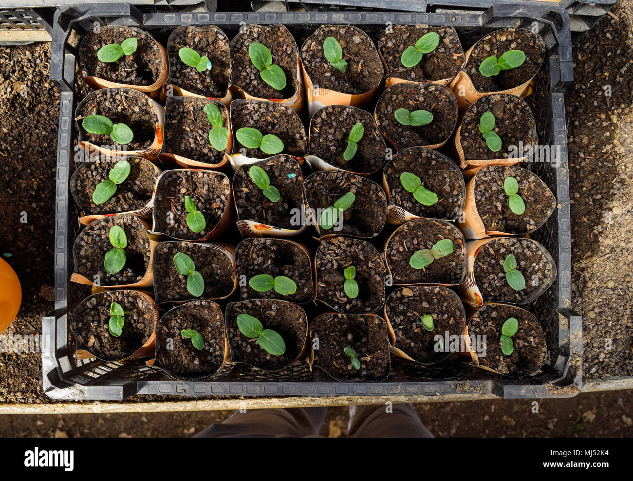 Les tiges des concombres. Feuilles de dicotylédones. Les concombres les semis. Banque D'Images