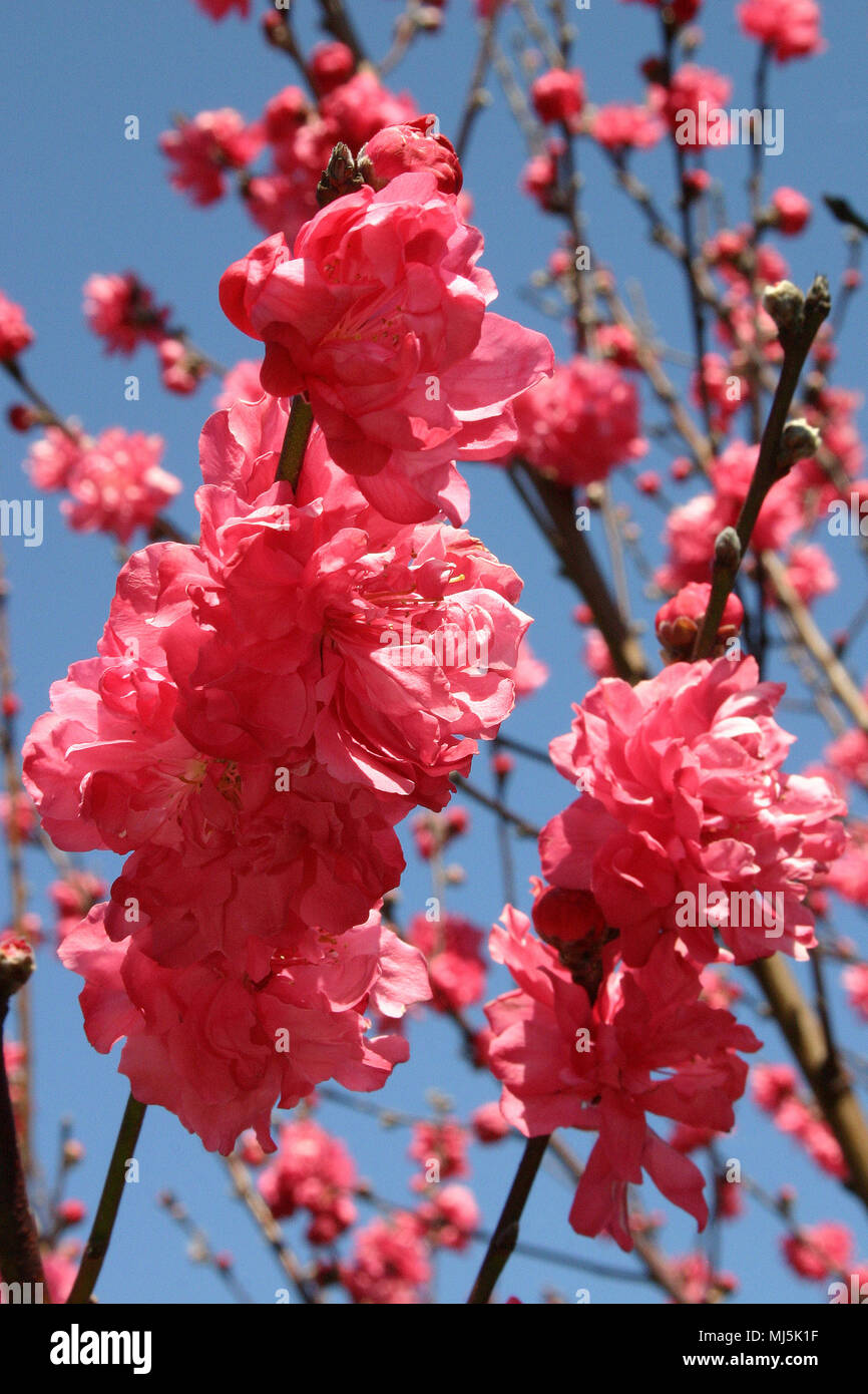 La floraison des fleurs de pêcher (Prunus persica) tricolore Banque D'Images