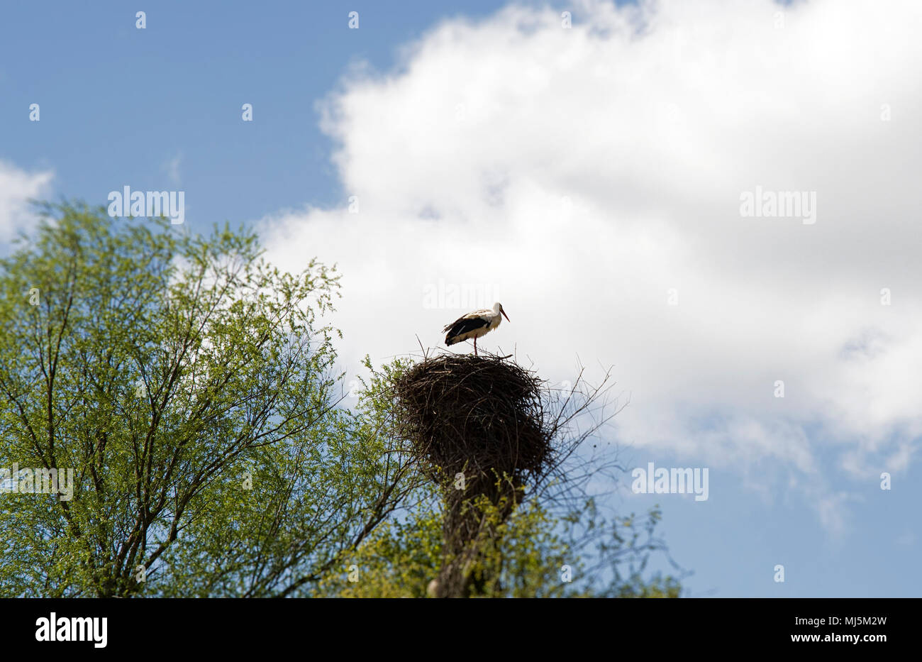 Cigogne blanche européenne dans leur nid sur fond de ciel bleu vif Banque D'Images