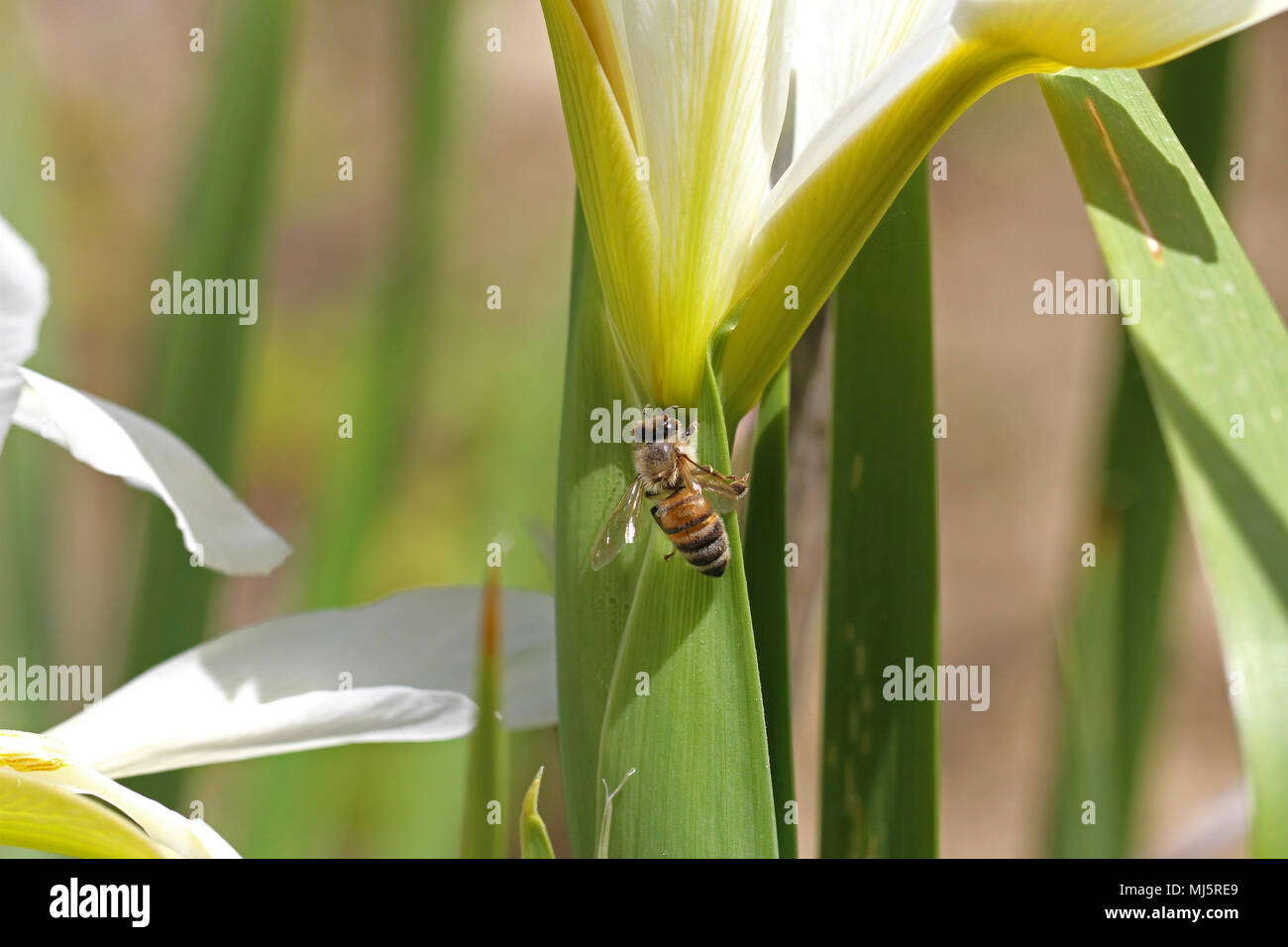 Nom latin de l'abeille Apis mellifera se nourrissant d'un iris versicolore Iris ou leaf en Italie au printemps Banque D'Images
