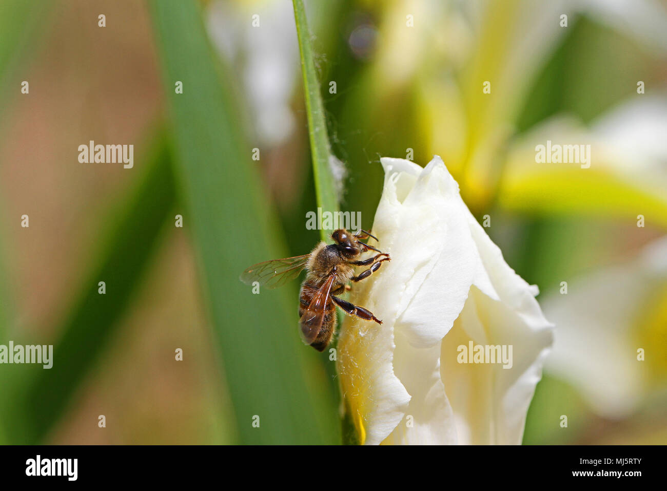 Nom latin de l'abeille Apis mellifera se nourrissant d'un drapeau blanc ou iris iris fleur en Italie au printemps Banque D'Images