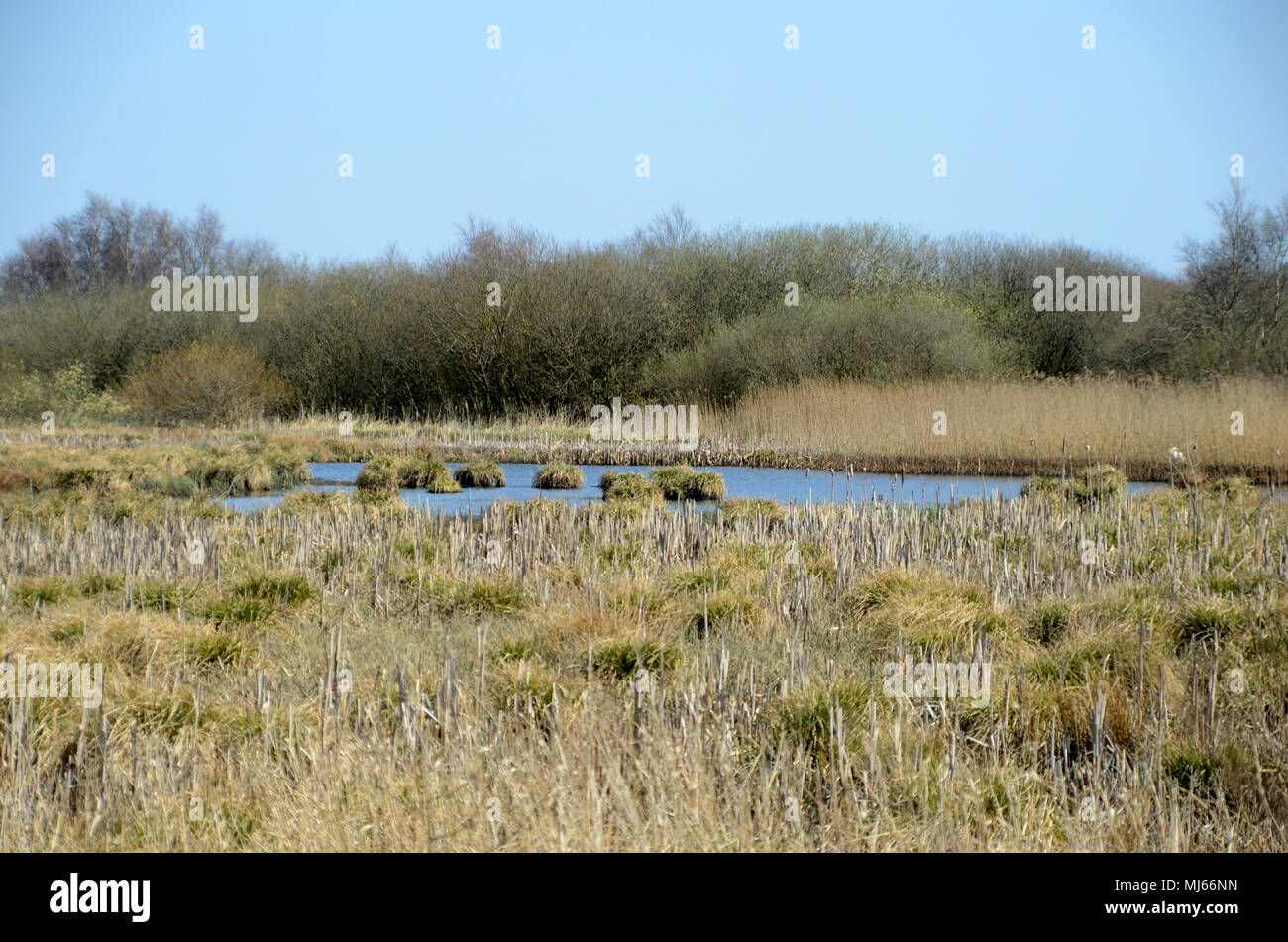 Avec paysage de lande. Banque D'Images