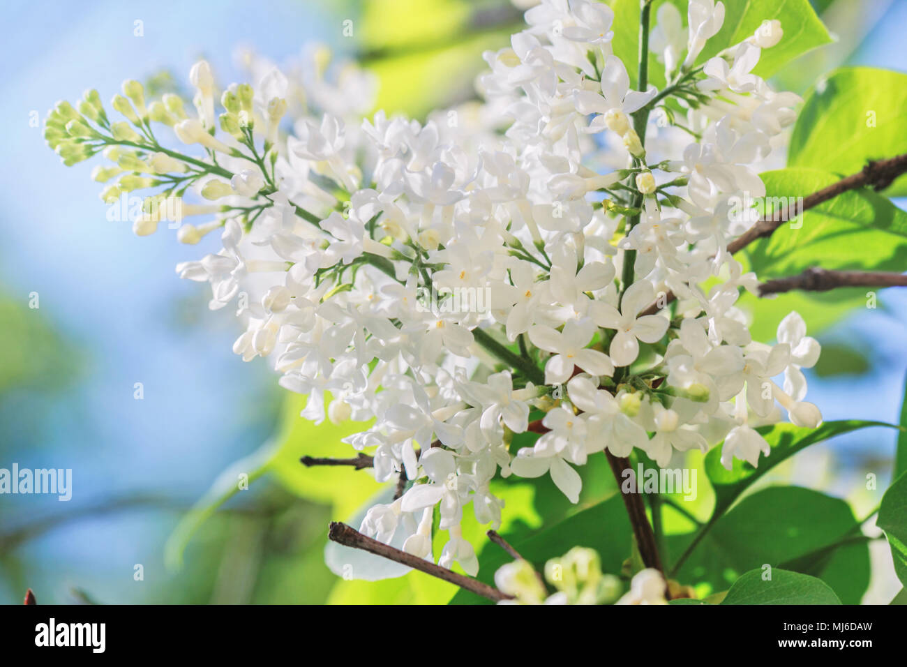 Floraison lilas blanc frais de beauté au jour de printemps ensoleillé de la direction générale Banque D'Images