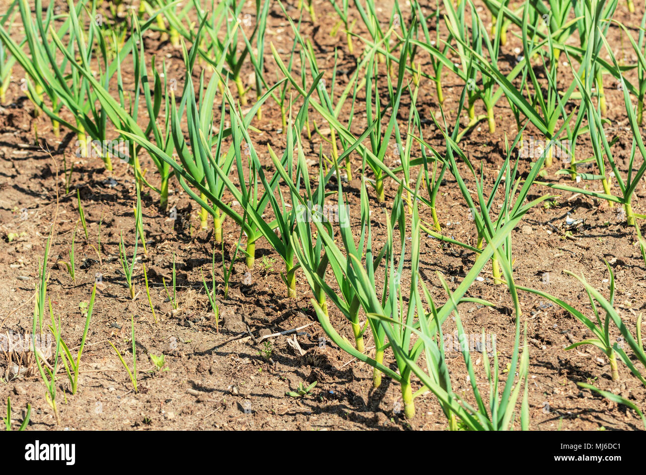 Les jeunes de l'ail vert sur des lits de météo spting Banque D'Images