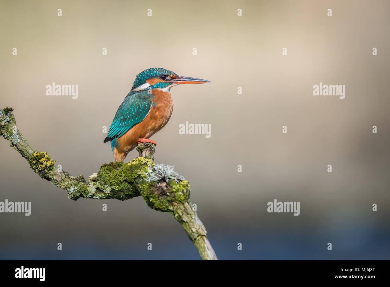 Un portrait de profil d'une femme assise sur un martin-pêcheur couverts de lichens à la direction à droite avec un espace réservé au texte Banque D'Images