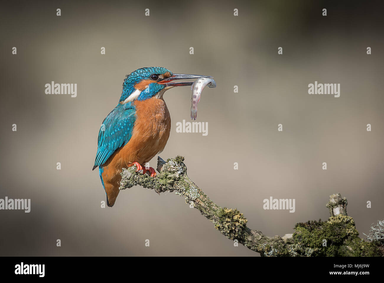 Un portrait de profil d'une femme assise sur un martin-pêcheur couverts de lichen, avec un petit poisson qui s'est tenue dans son bec et regardant à droite avec l'espace fo Banque D'Images