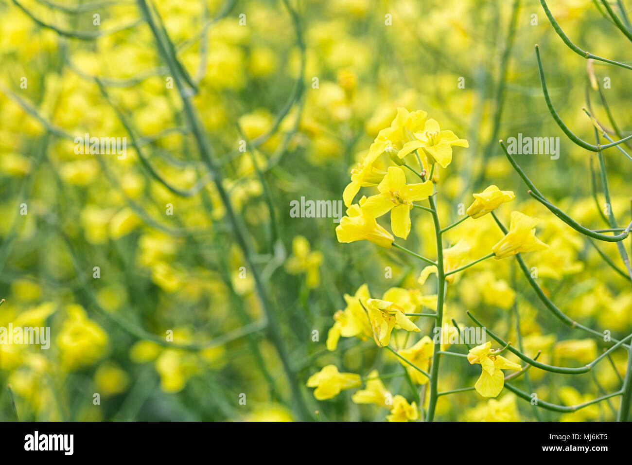 Les fleurs de colza jaune dans un champ de ces plantes. Un champ de fleurs  de colza sont des plantes utilisées dans l'industrie de l'agriculture à  faire de l'huile Photo Stock -