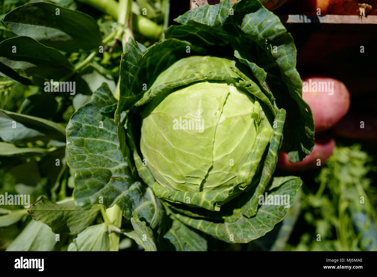 Close-up de légumes verts frais Banque D'Images