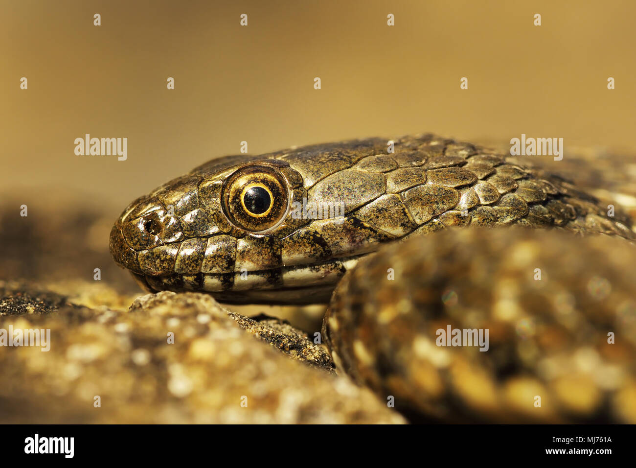 Dés juvéniles Natrix tessellata snake ( portrait ) Banque D'Images