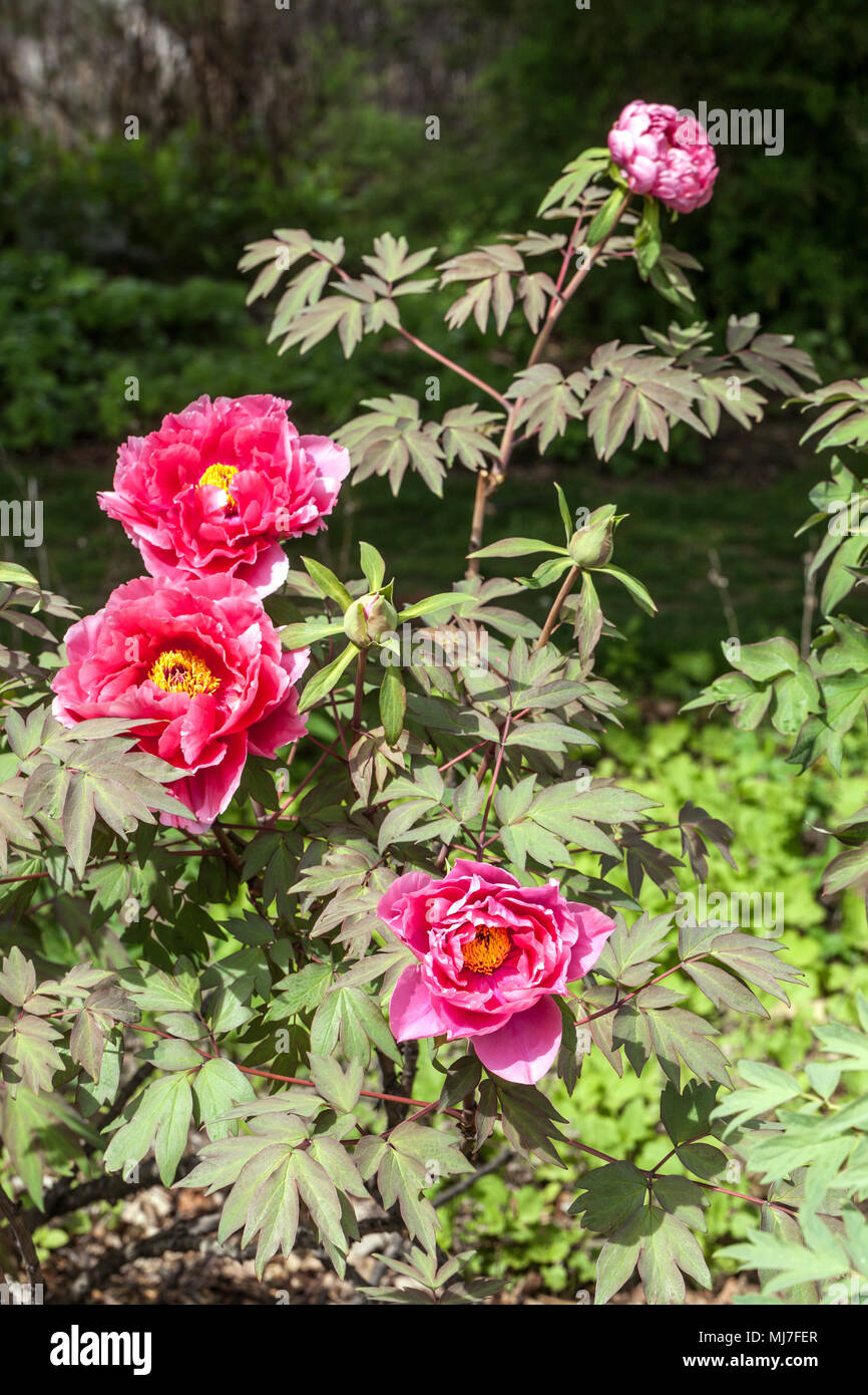 Paeonia suffruticosa ' ' Shilanten, Rouge pivoine arbustive, de pivoines Banque D'Images