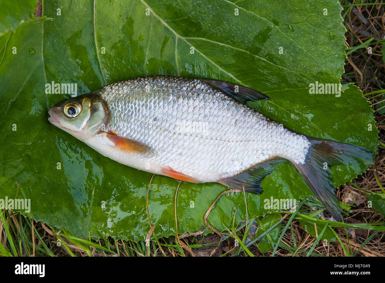 Vue rapprochée de la juste pris de l'eau blanche d'eau douce Poissons d'argent daurade ou Blicca bjoerkna connus comme sur l'herbe verte. Banque D'Images