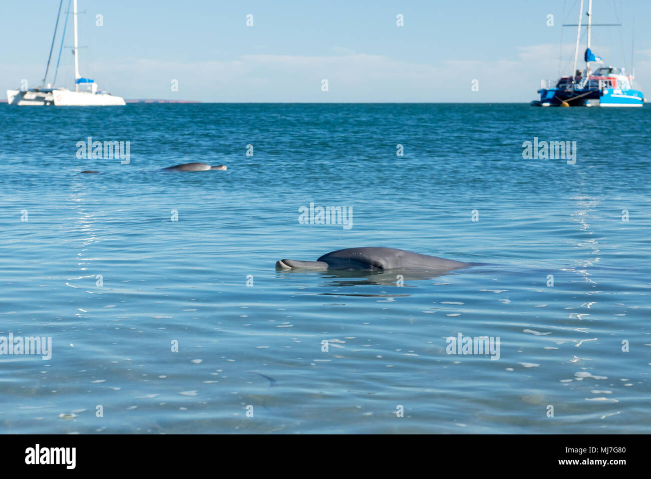 Heureux dans la baie des dauphins de Monkey Mia, en Australie de l'Ouest avec des bateaux en arrière-plan. Banque D'Images