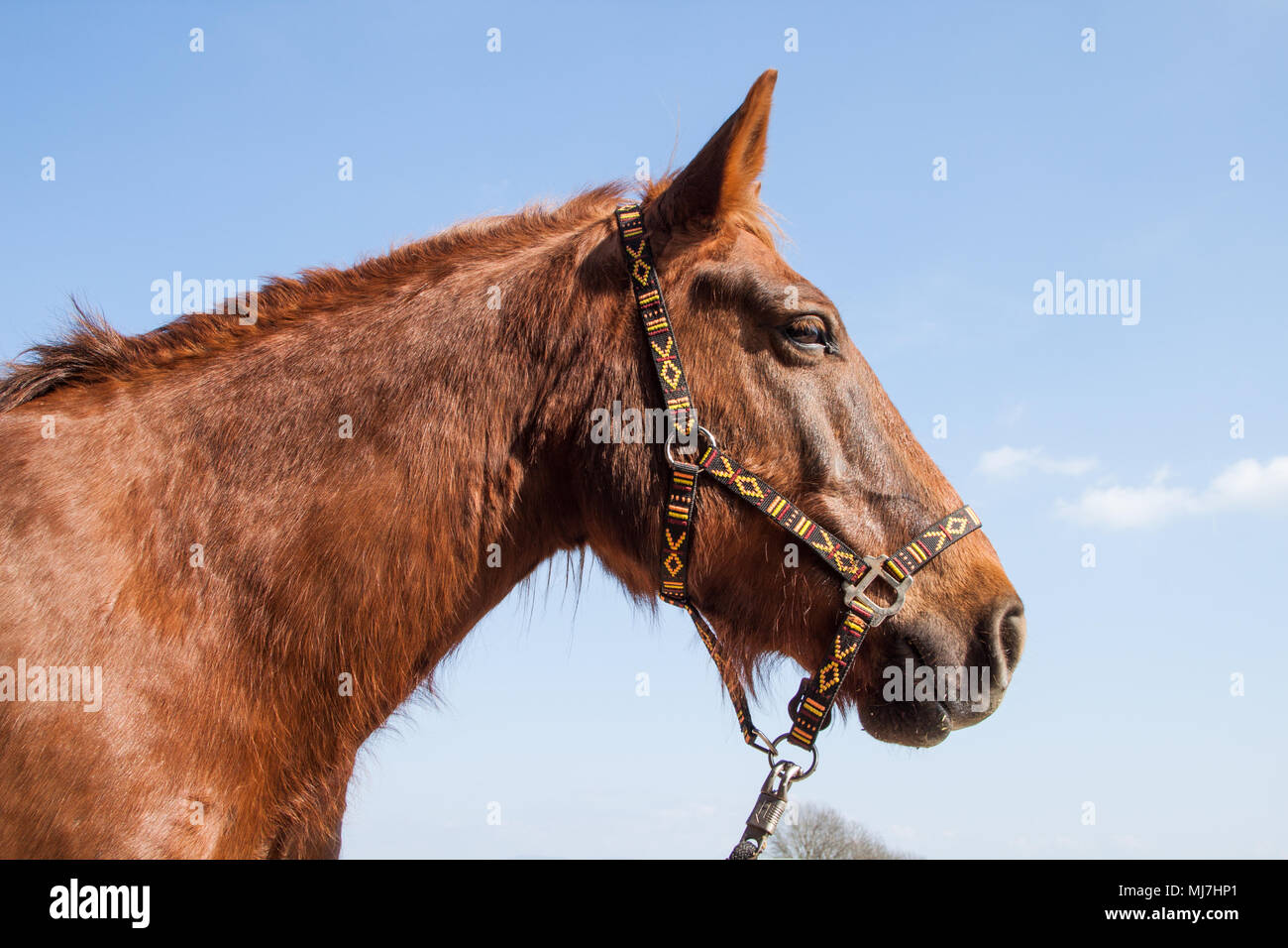 Cheval marron avec corde faisceau sur un ciel bleu ensoleillé Jour Banque D'Images