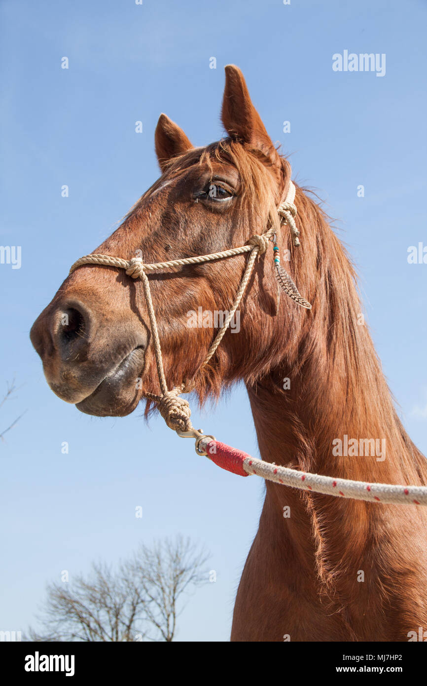 Cheval marron avec corde faisceau sur un ciel bleu ensoleillé Jour Banque D'Images