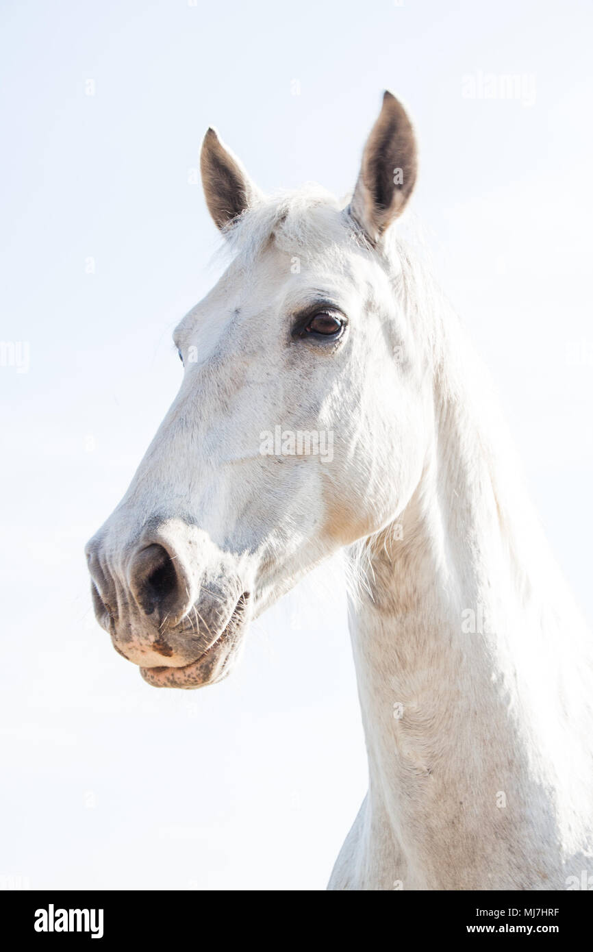 Cheval blanc sur une journée ensoleillée Banque D'Images