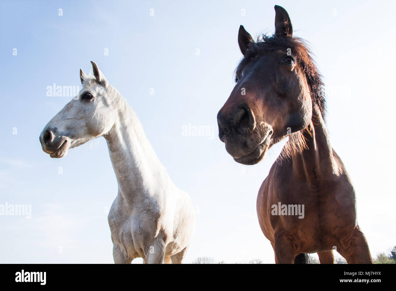 Chevaux blancs et brun foncé à l'extérieur sur une belle journée ensoleillée Banque D'Images