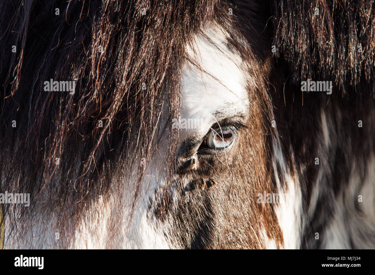 Bi-Colored cheval yeux bleus sur un jour d'été ensoleillé Banque D'Images