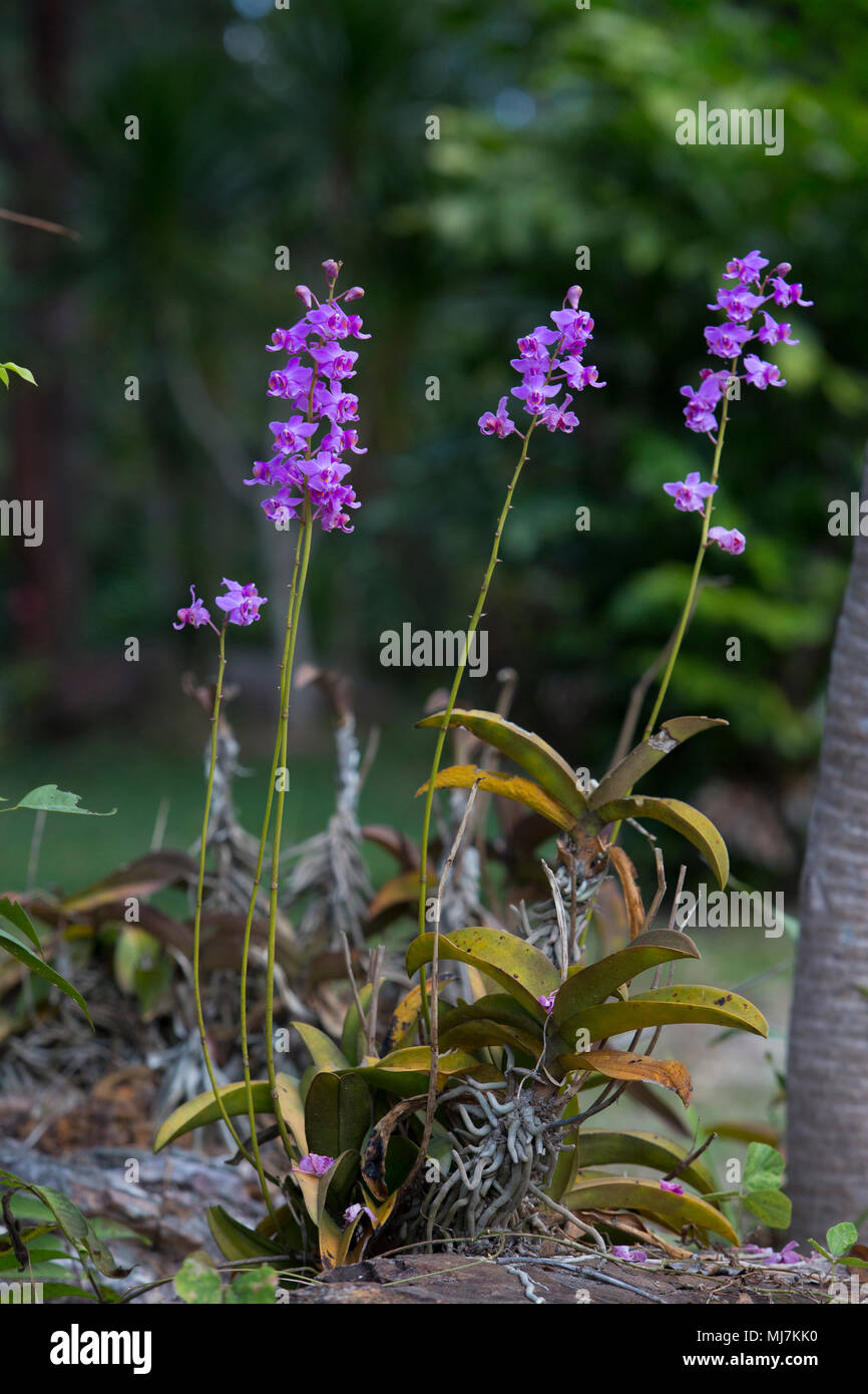 Doritis pulcherrima , orchid garden à l'hiver ou le printemps de l'agriculture et de beauté carte postale idée concept design. Orchidée dendrobium. Orchidée hybride. Banque D'Images